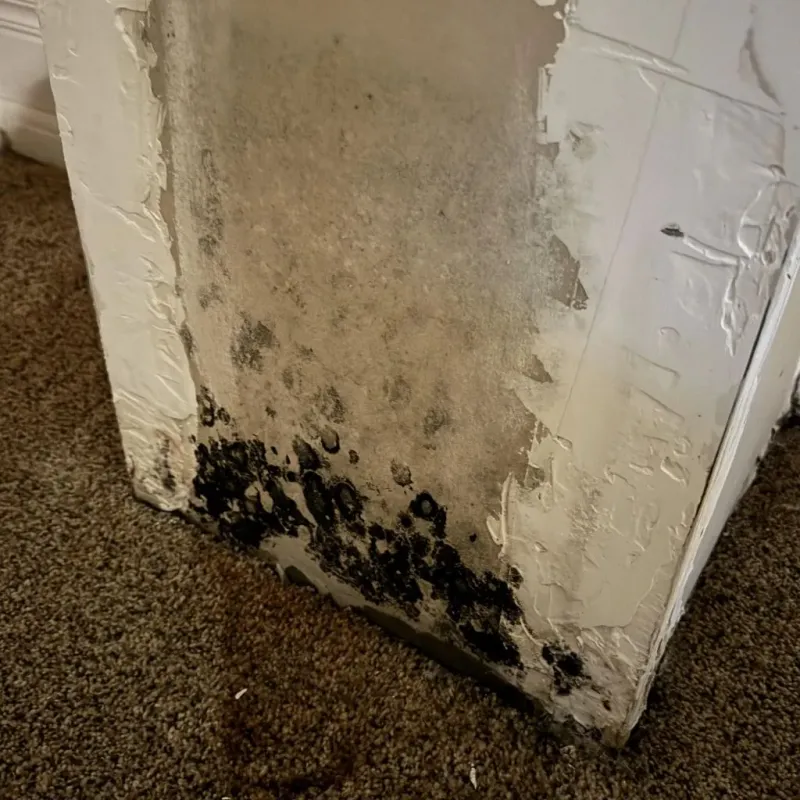 Professional Mold Removal in Wilmette, IL